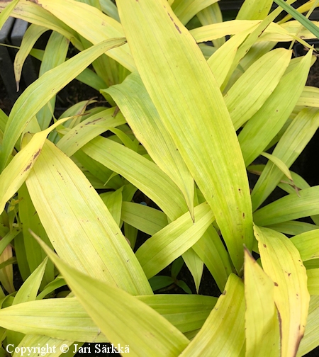 Carex siderosticta, idnvarjosara